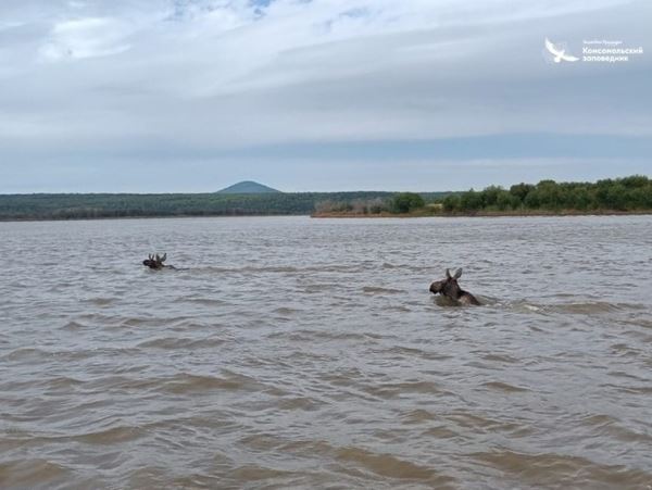А лоси плыли в неизвестном стилеВ Комсомольском заповеднике в Хабаровском крае заметили плавающих лосей. Фото выложили в Сеть.