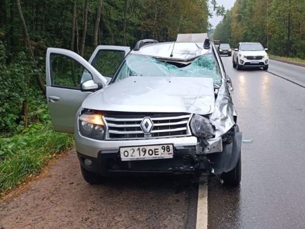 Автомобилист смертельно травмировал перебегавшего дорогу лосенкаВ Ленинградской области водитель сбил лосенка. Животное погибло, машина получила заметные повреждения.