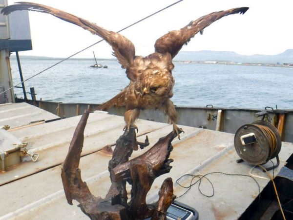 Чучело редкого ястреба из Японии изъято у российского рыбака (фото)