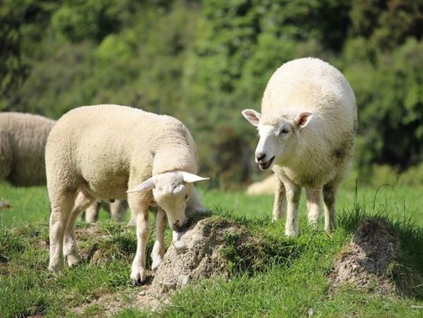 Фермеры открыли рот: молния убила целое стадо <!--more--/>алтайских овец (видео)