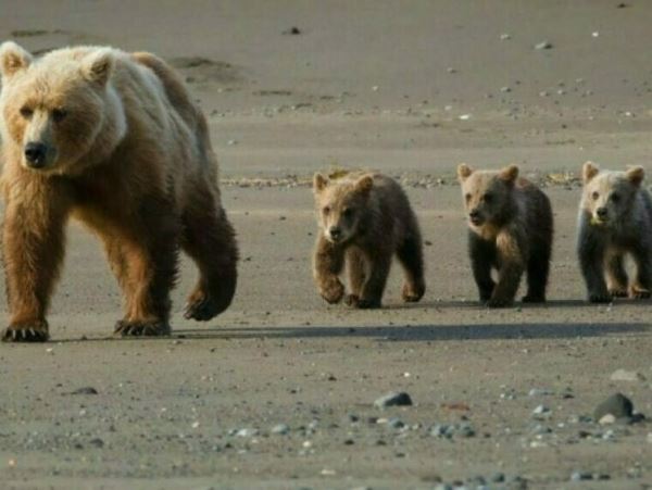Гобийский бурый медведь станет символом МонголииПопуляция мазаалай - гобийского бурого медведя – постоянно падает.