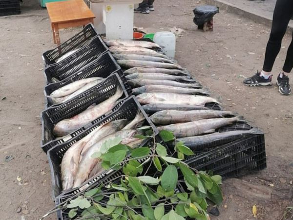 Хабаровских торговцев браконьерской рыбой ловят в городе Регулярные рейды по местам стихийной торговли выявляют нелегальных поставщиков рыбной продукции.