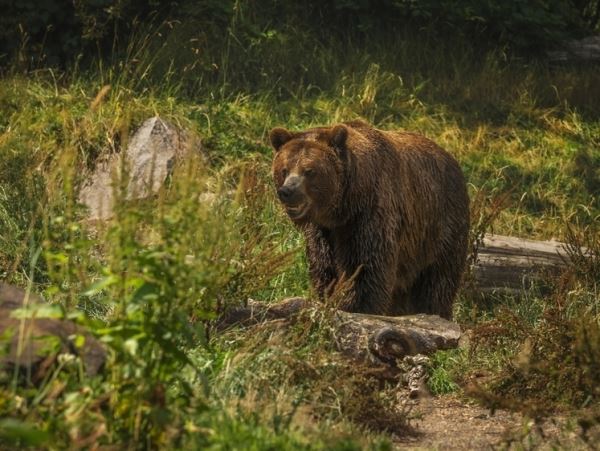 Медведь-каннибал сожрал сородича после удара локомотивом поезда