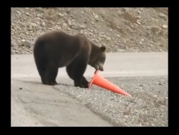 Медведь поднял и поставил на место упавший дорожный конус (ВИДЕО)В Сети появилось забавное видео с медведем, который топая по шоссе по своим делам одновременно выполнил общественно-полезную работу.