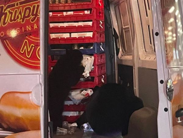 Медведи-сладкоежки разграбили фургон с пончиками на АляскеМедведица с медвежонком уничтожили более 100 пончиков за 20 минут в фургоне, пока водитель отлучился.