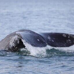 На Камчатке изучают кормящихся китов