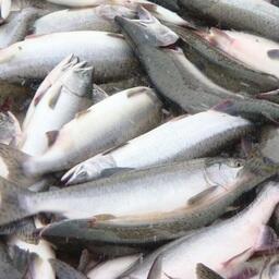 На Колыме подсчитывают уловы лососевой путины
