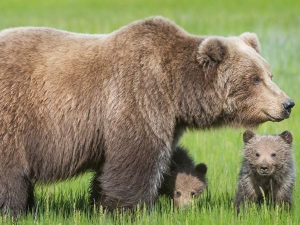 На Сахалине два медвежонка провалились в открытый люкВ заброшенный коллектор на окраине города упали два медвежонка. Зверям помогли выбраться спасатели и сотрудники лесничества.