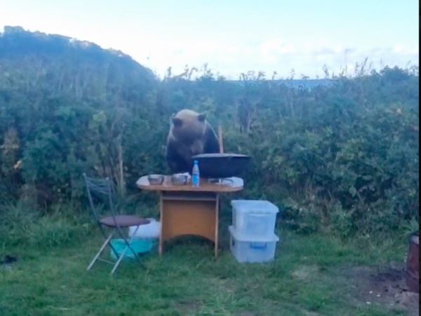 Не ждали: на Курилах медведь отобрал у туристов супНезваный гость ничуть не напугал туристов. Медведь полакомился супом и был таков.