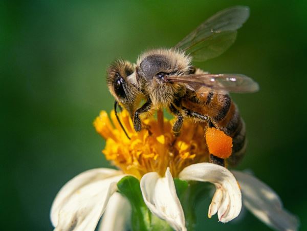 Пчела попала в рот: что делатьСпециалист рассказал, как действовать при попадании жалящего насекомого в носоглотку.