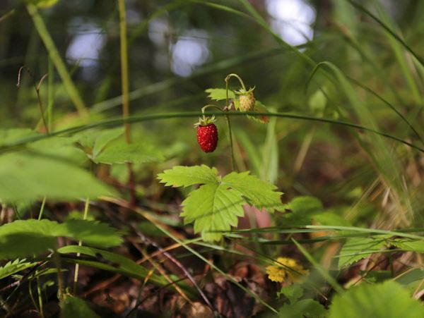 Подрос дикорос: когда можно рвать ягоду в лесуЗа нарушение сроков сбора дикорастущих ягод на Камчатке оштрафовали семерых.