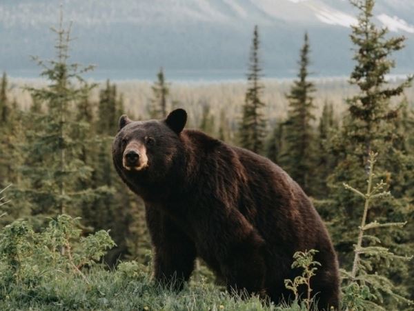 Пришлось застрелить медведя, который не хотел уйти в лес  В Чулымском районе Новосибирской области не удалось заставить мишку уйти обратно в тайгу.