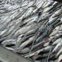 Промысловики Камчатки успешно закрыли лососевую путину