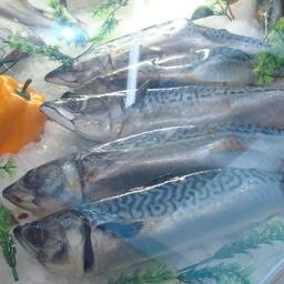 Скумбрия Японского моря оставляет шанс рыбакам