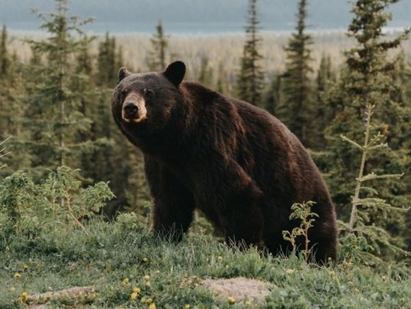 Смотри ему в глаза, молитву произнося: что делать увидев медведяВстреча с медведем в лесу то еще испытание, особенно осенью, когда косолапый старается поплотнее покушать, перед тем как залечь в берлогу.