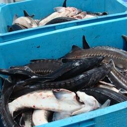 Страхование рыбных «урожаев» вновь просубсидируют