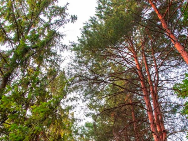 Таежная краса: 80% Иркутской области покрыто лесомНа втором месте по объему лесного фонда - Приморский край, на третьем - Костромская область.