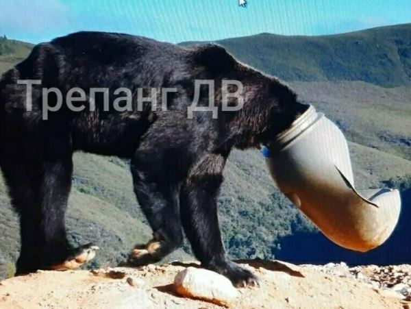 В Испании медведя усыпили, чтобы снять бидон с его головыВ России в аналогичной ситуации медведю помочь не смогли.