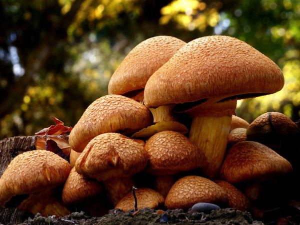 В лесах Новосибирской области грибы можно собирать до ноябряЕсли не начнутся заморозки.