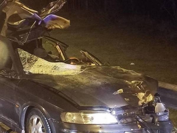 В Новгородской области погиб водитель иномарки из-за лосяНаезд произошел в темное время суток. Молодой водитель не справился с управлением.
