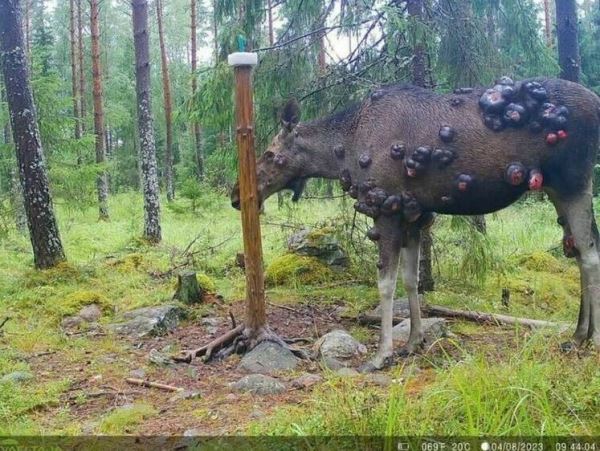 В России обнаружен живой лось с жуткими фурункулами на теле (фото)