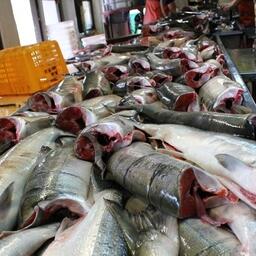 В России перерабатывают все больше рыбы
