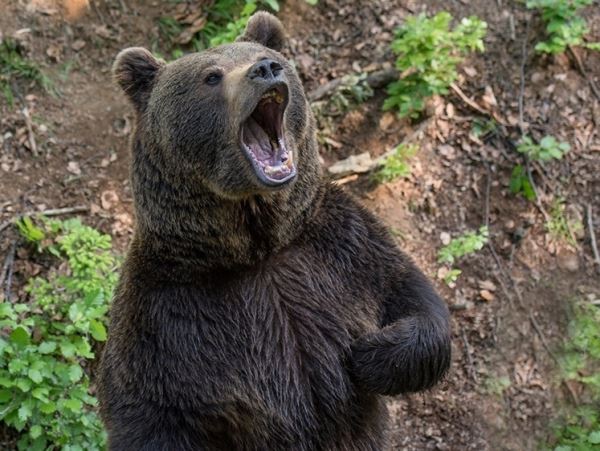 В Сибири медведь ворвался в частный дом и выпил весь лимонад