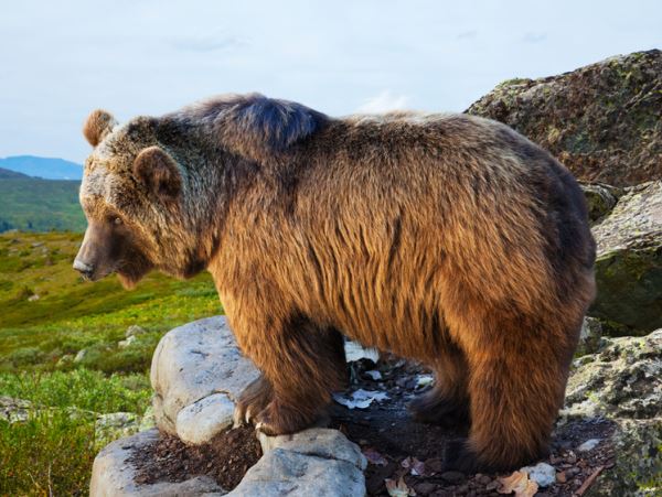 Вонючая приманка на медведей сделала заложниками целую деревню