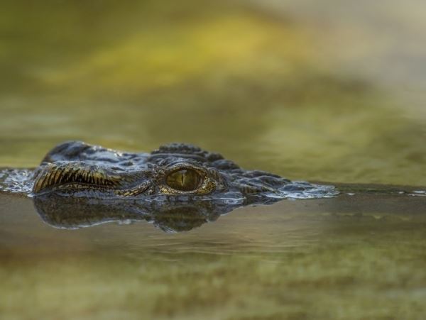 Всем привет: во Флориде огромный крокодил приплыл на городской пляж