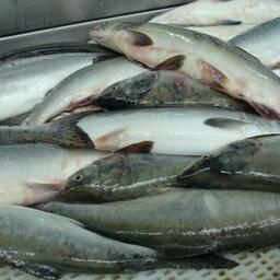 Вылов лососей достиг отметки в 590 тыс. тонн