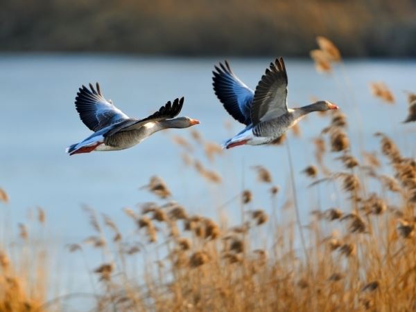 За дикой птицей: осенняя охота на Нижней Волге откроется 23 сентября