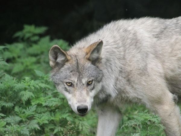 Американские волки умеют обезглавливать бобров во время ночной охоты