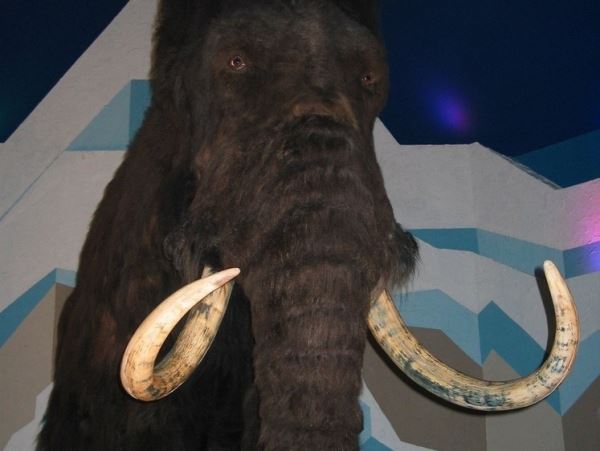 Древняя Ока: в России найдены нижегородские мамонты и бизоны