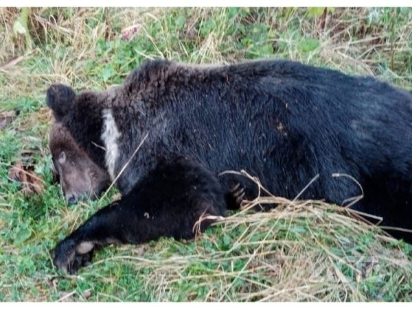Кошмарившего жителей села Хоэ медведя отстрелили лесничиеПроблему с медведем оперативно решили районные сотрудники-охотоведы.