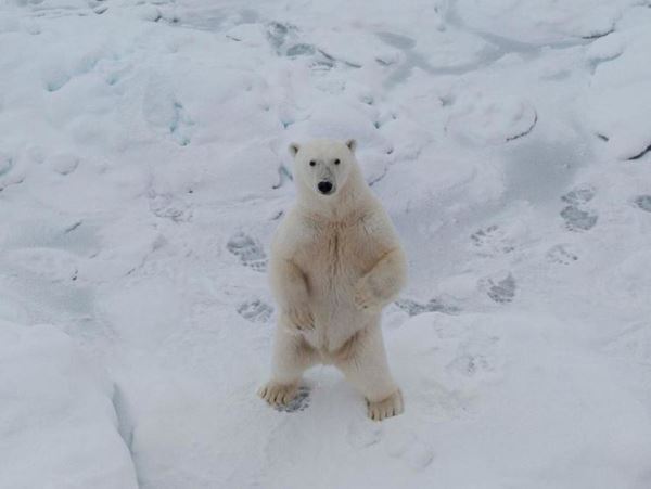 Медведь позировал на камеру капитана ледокола «50 лет Победы»«Эй, на льдине!», – так и хотелось прокричать гостю.