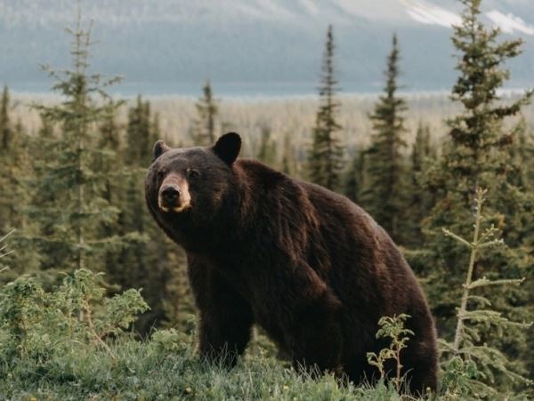 На Сахалине в лагерь туристов забрел не очень голодный медведьПо поведению опасного гостя было видно, что та еда, которая попалась на пути, его не очень интересует.