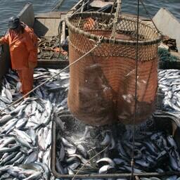 Уловы лососей вышли за 600 тыс. тонн