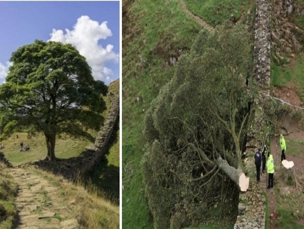 В Англии вандал уничтожил 300-летнее дерево Робин Гуда. Люди в шокеПодозреваемый в этом кощунственном поступке задержан.
