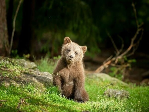 Центр реабилитации медвежат-сирот выпустил в Приморье шесть животныхМедвежата прошли реабилитацию и теперь готовы к самостоятельной жизни в естественной среде обитания.