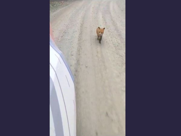 Лисица устроила кросс в надежде получить еду в Хабаровском краеПутешественник наблюдал, как лисица устроила за ним погоню. Пришлось покормить животное, чтобы оно отстало.