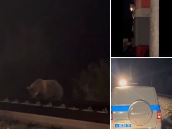 Отстрел медведя-каннибала разрешено провести в срок до 1 октябряВ Новосибирской области Минприроды вынесло приговор медведю-каннибалу.