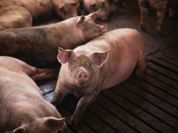 Поголовье свиней после вспышки чумы восстановят за годПродолжается оценка экономической ситуации после выявления мяса свинины, зараженного африканской чумой.