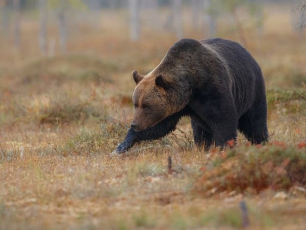 Пожилому греческому пастуху медведь разорвал лицо в горах