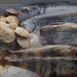 Россия увеличивает поставки рыбы за границу