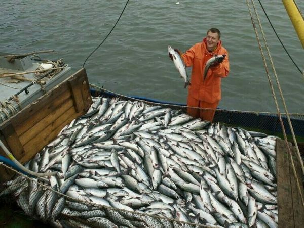 Рыбы из Японии станет поступать меньшеПо решению Россельхознадзора поставки рыбы из соседнего государства могут быть приостановлены.