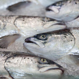 Ставку пошлины на рыбу подняли до 7%
