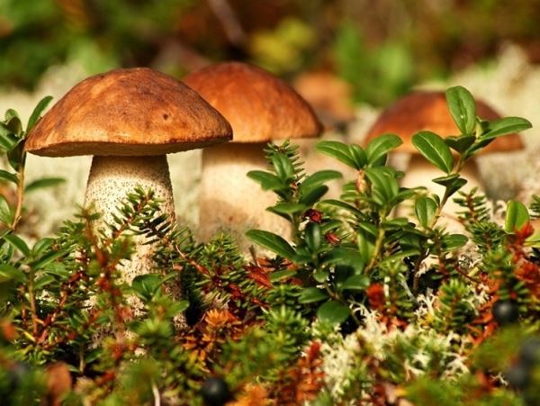 В Ленинградской области на железной дороге погибла 82-летняя бабушкаОна пошла в лес за грибами и возвращалась через железнодорожные пути, где и произошла трагедия.