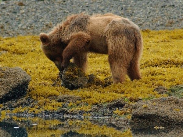 Захват территорий: ярославские медведи увеличили популяцию в два раза