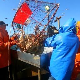 ОДУ на 2024 год: добытчики морепродуктов получили важный документ