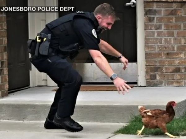 В Арканзасе полицейские арестовали домашнюю курицу-наседку